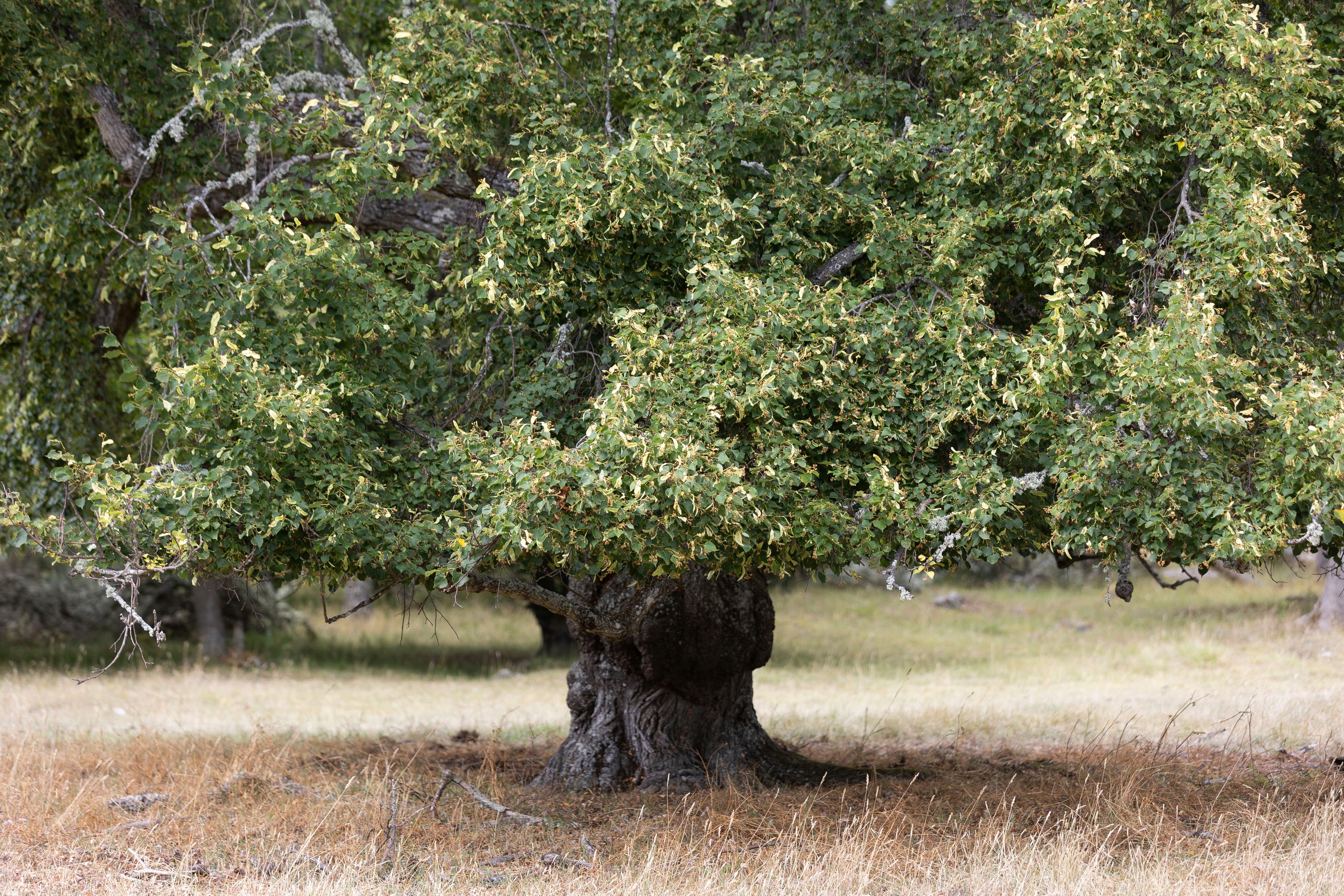 Tilia tree representing growth and community